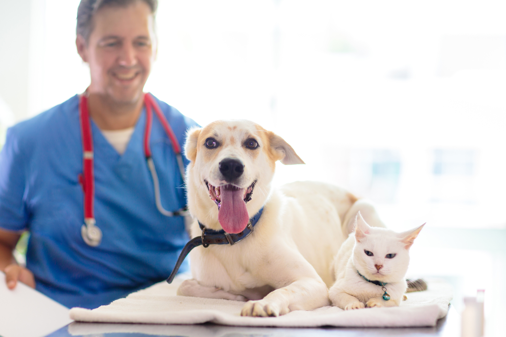 financing your vet practice