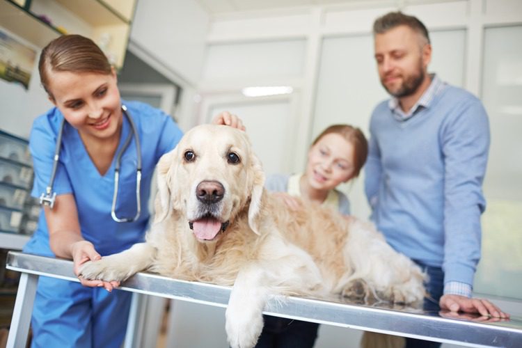 dog-with-owner-at-vet