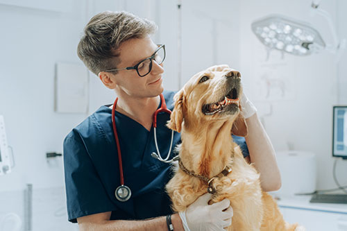 young male veterinarian with dog