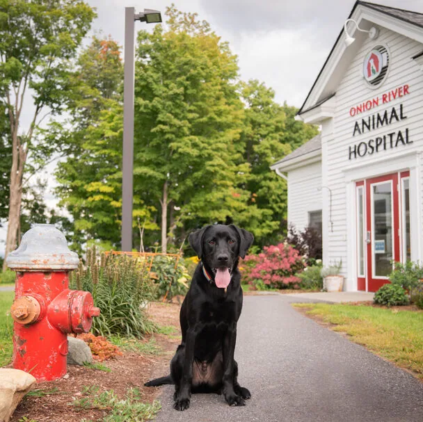 Onion River Animal Hospital Onion River Animal Hospital