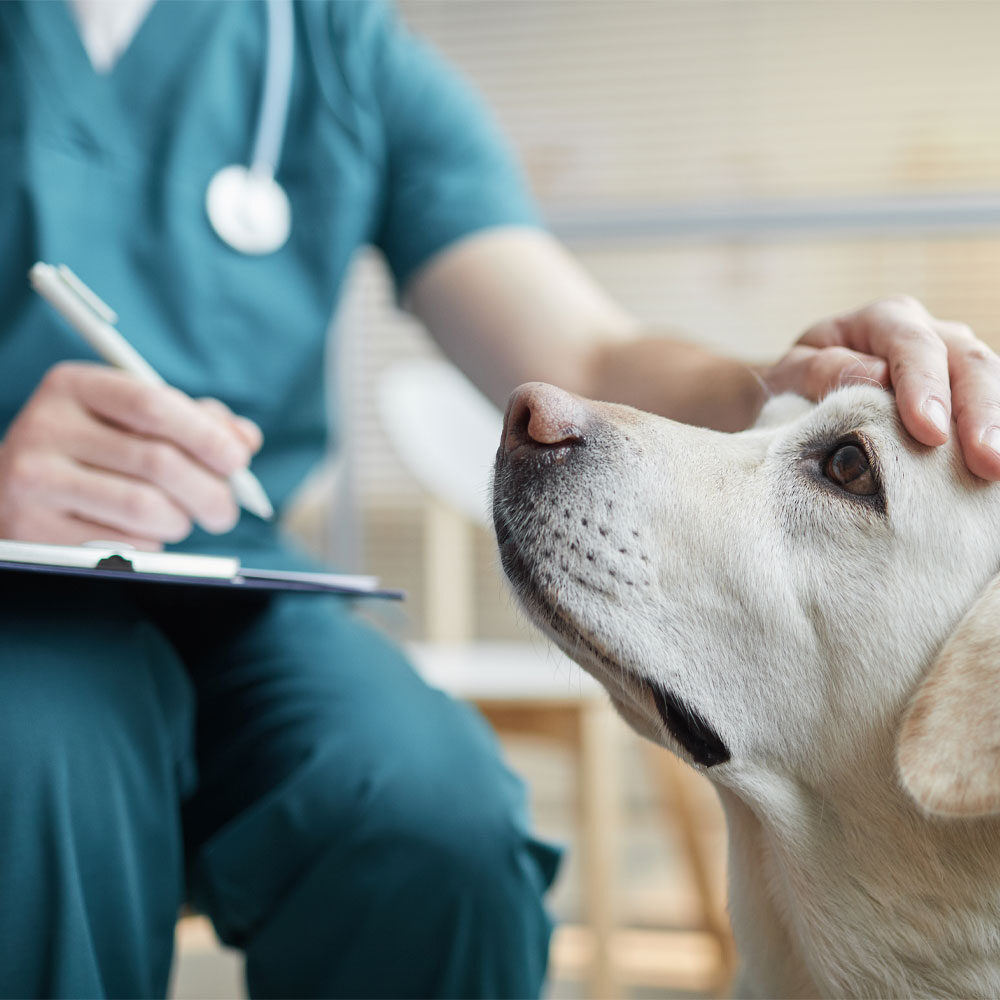 Veterinarian Petting Dog And Taking Notes